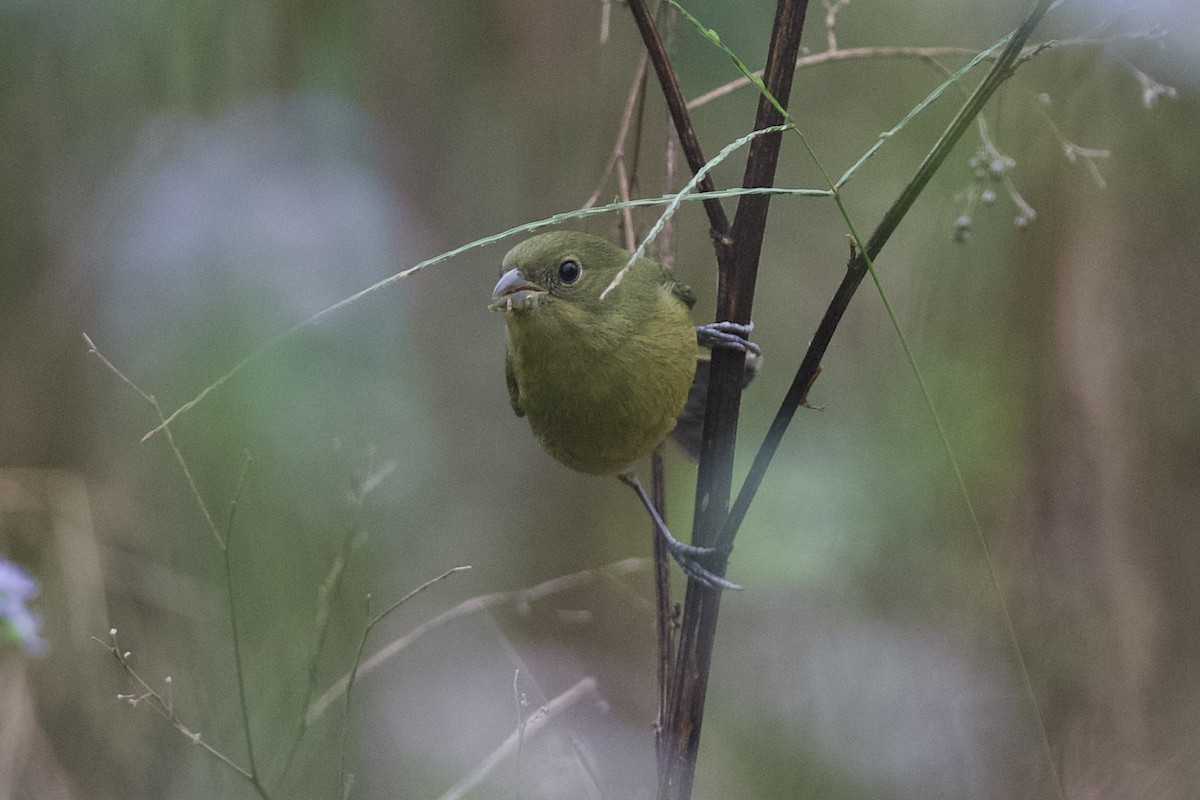 Boyalı Çinte - ML646932791