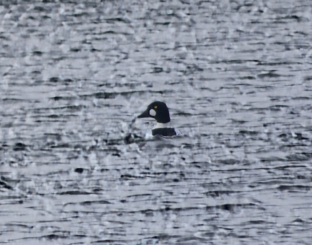 Common Goldeneye - ML646932794