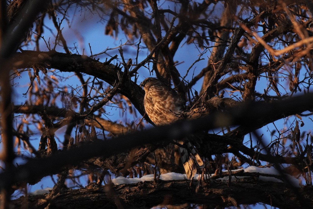 Sharp-shinned Hawk - ML646932798