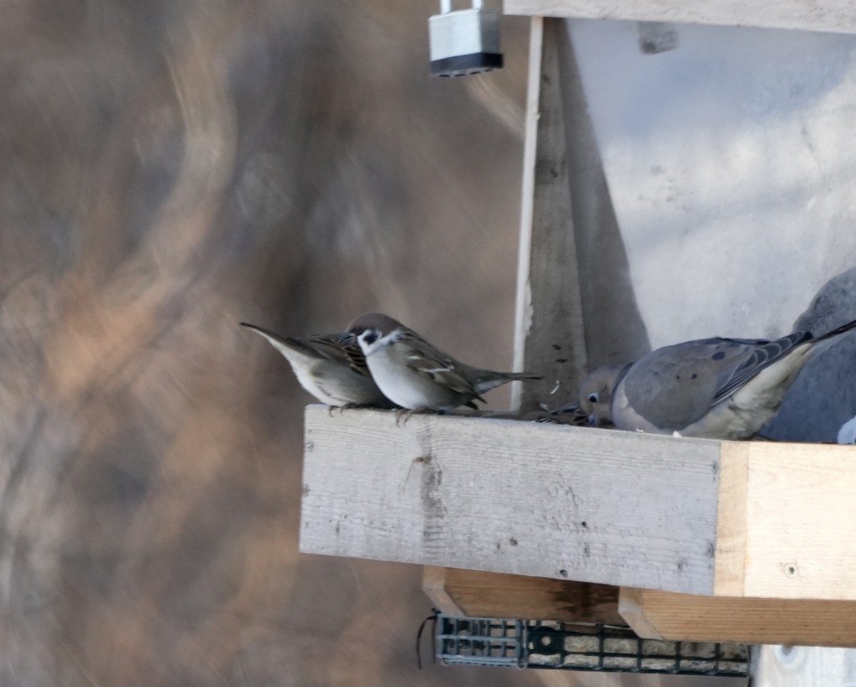 Gorrión Molinero - ML646932800