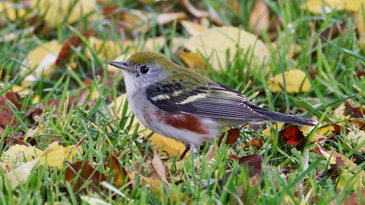 Paruline à flancs marron - ML646932803