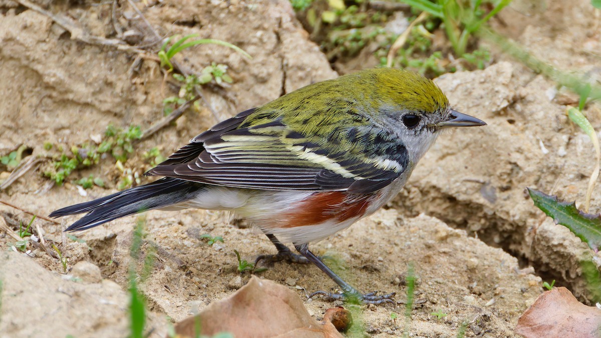 Paruline à flancs marron - ML646932804