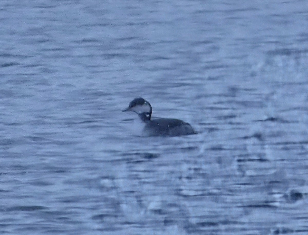Horned Grebe - ML646932806