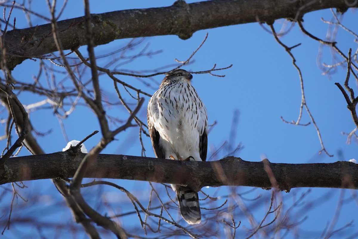 Cooper's Hawk - ML646932807