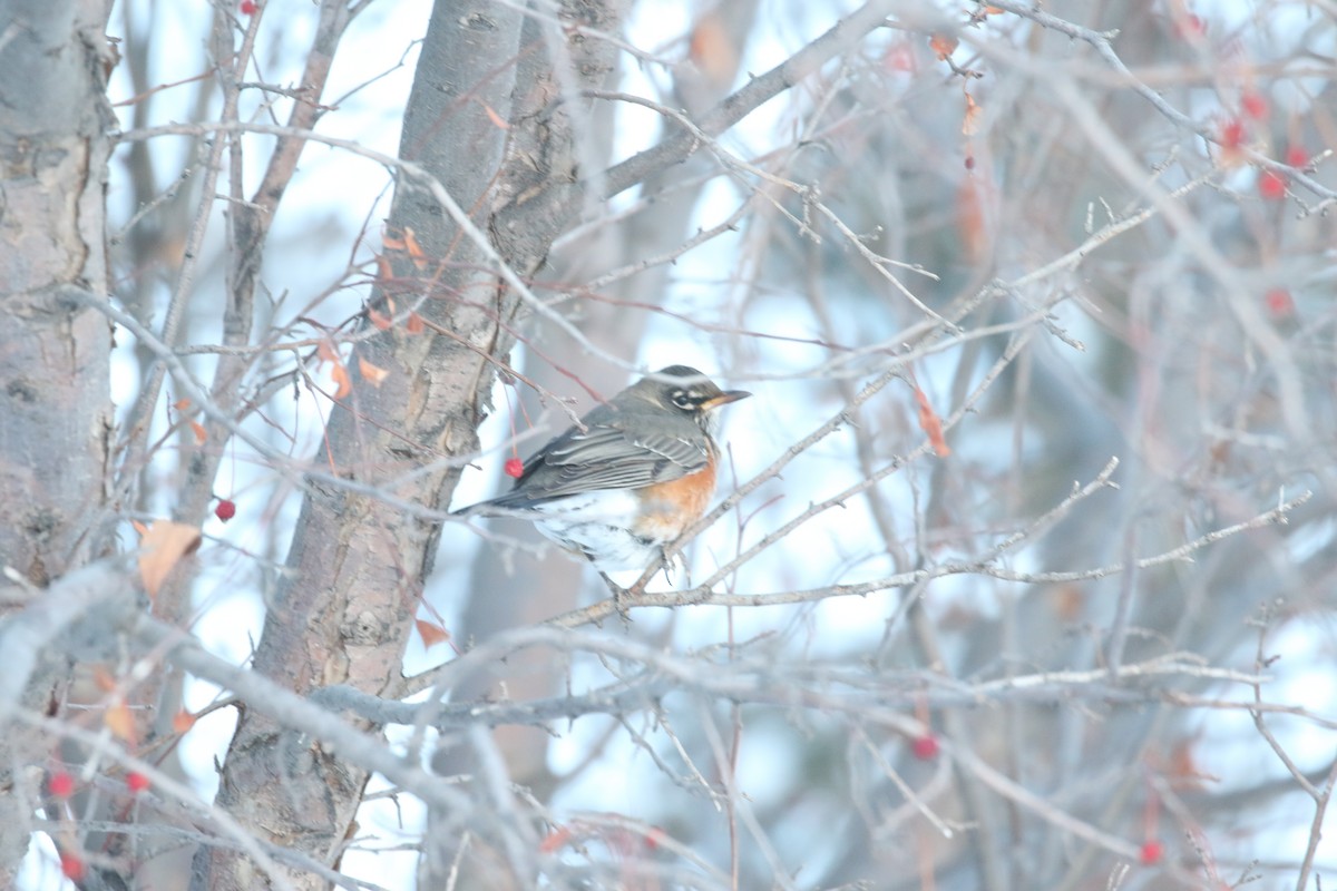 American Robin - ML646932808