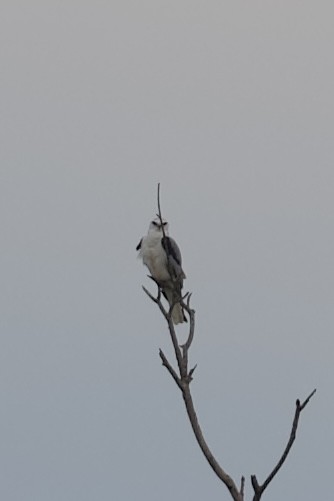 White-tailed Kite - ML646932809