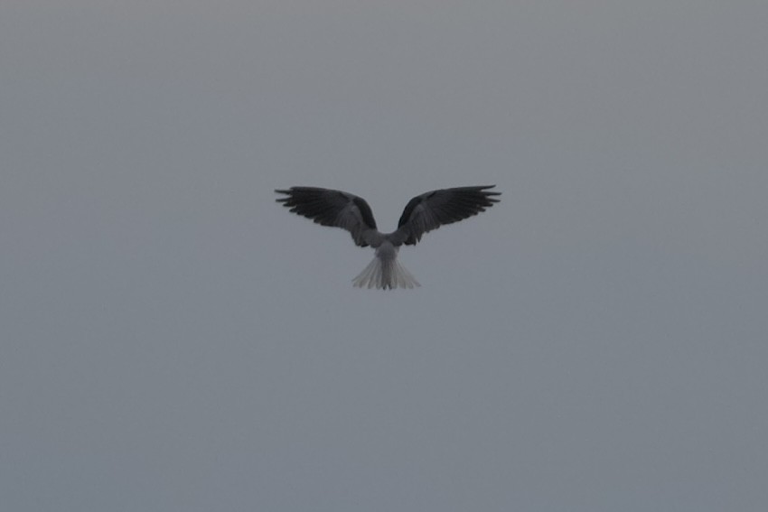 White-tailed Kite - ML646932810