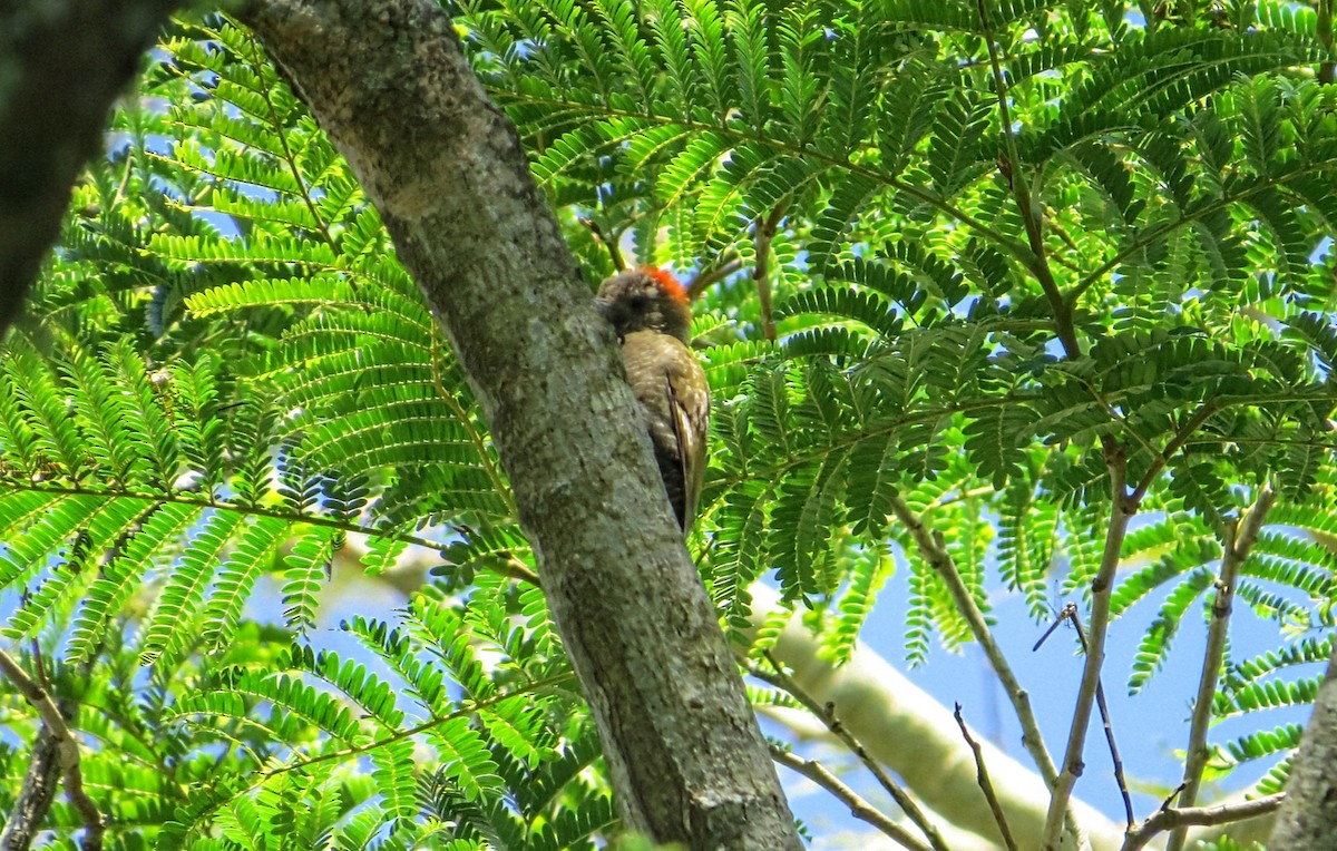 Pic passerin - ML646932813