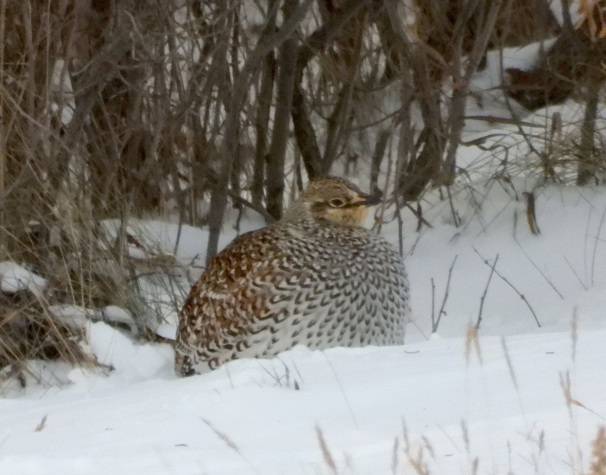 tetřívek ostroocasý - ML646932819