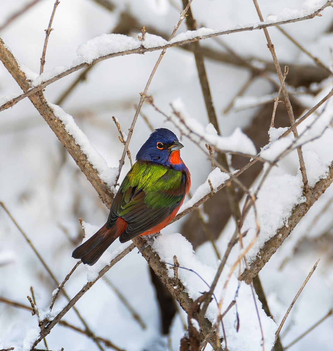 Boyalı Çinte - ML646932820