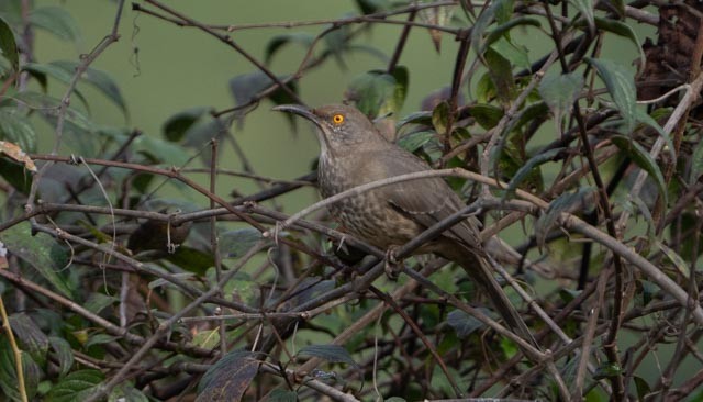 Curve-billed Thrasher - ML646932821