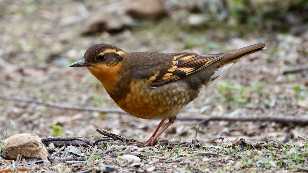 drozd pruhokřídlý - ML646932822