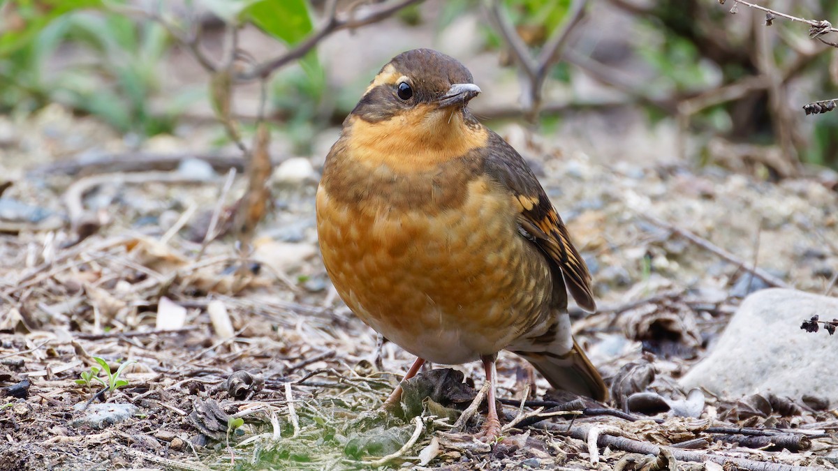 drozd pruhokřídlý - ML646932823