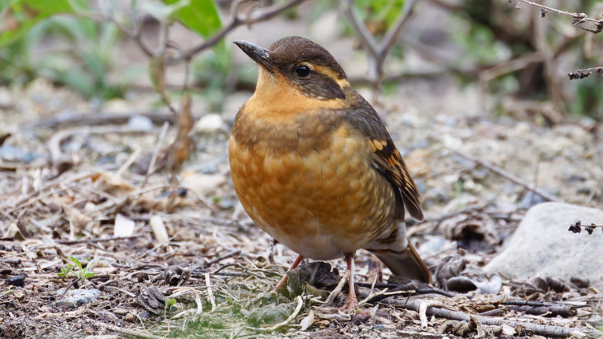 drozd pruhokřídlý - ML646932824