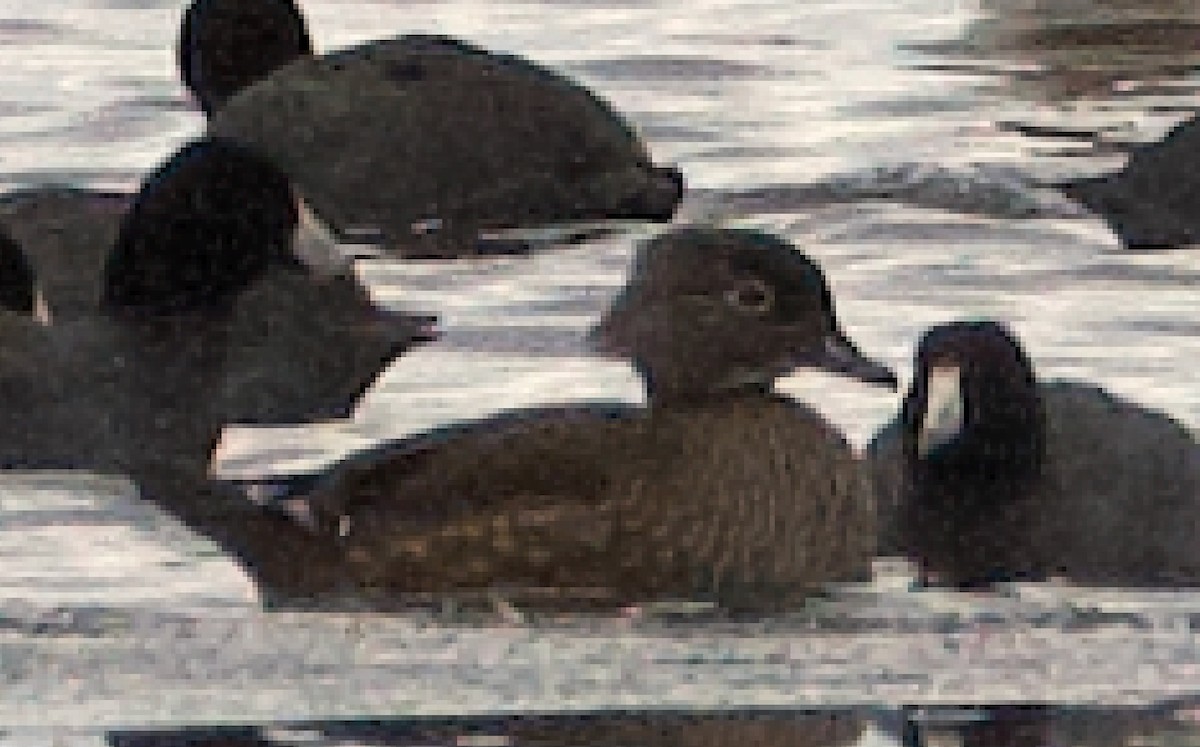 Wood Duck - ML646932825