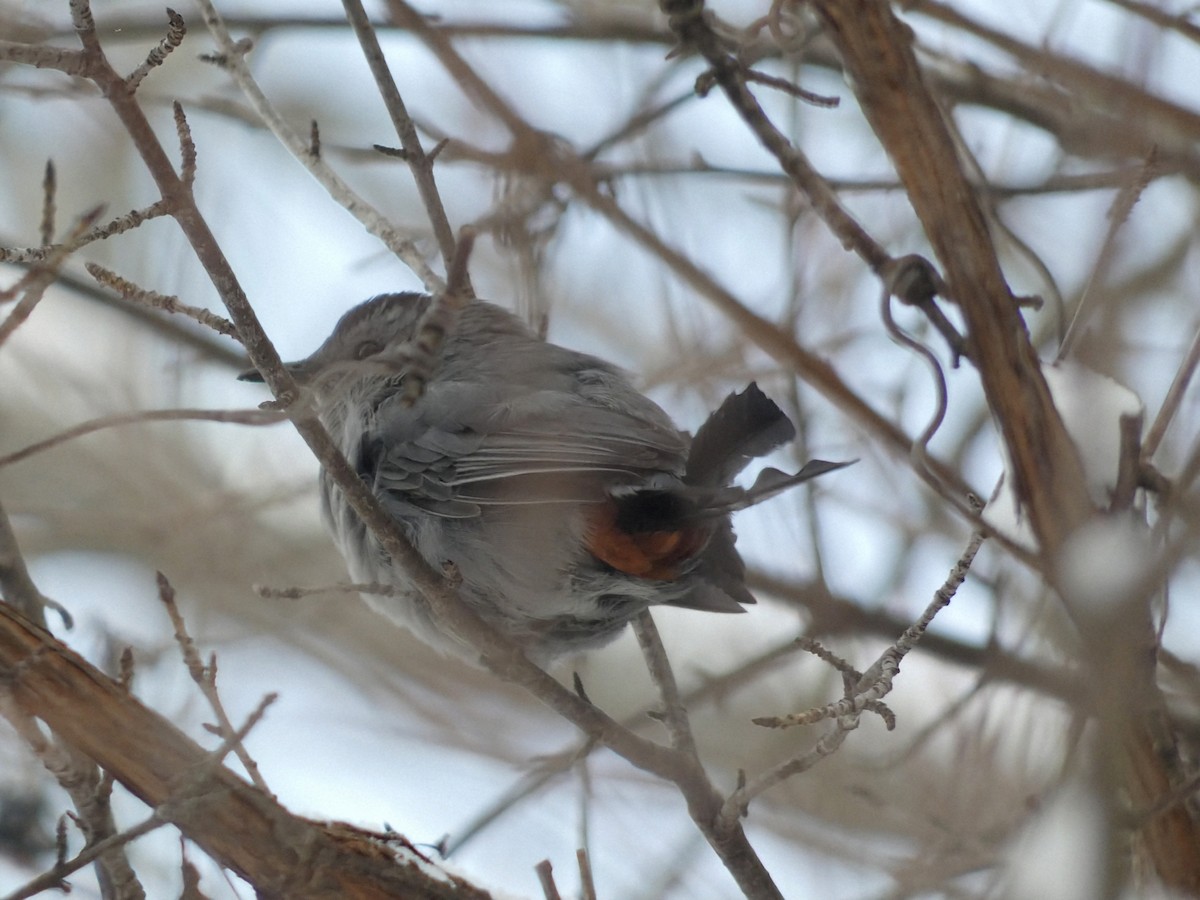Gray Catbird - ML646932837