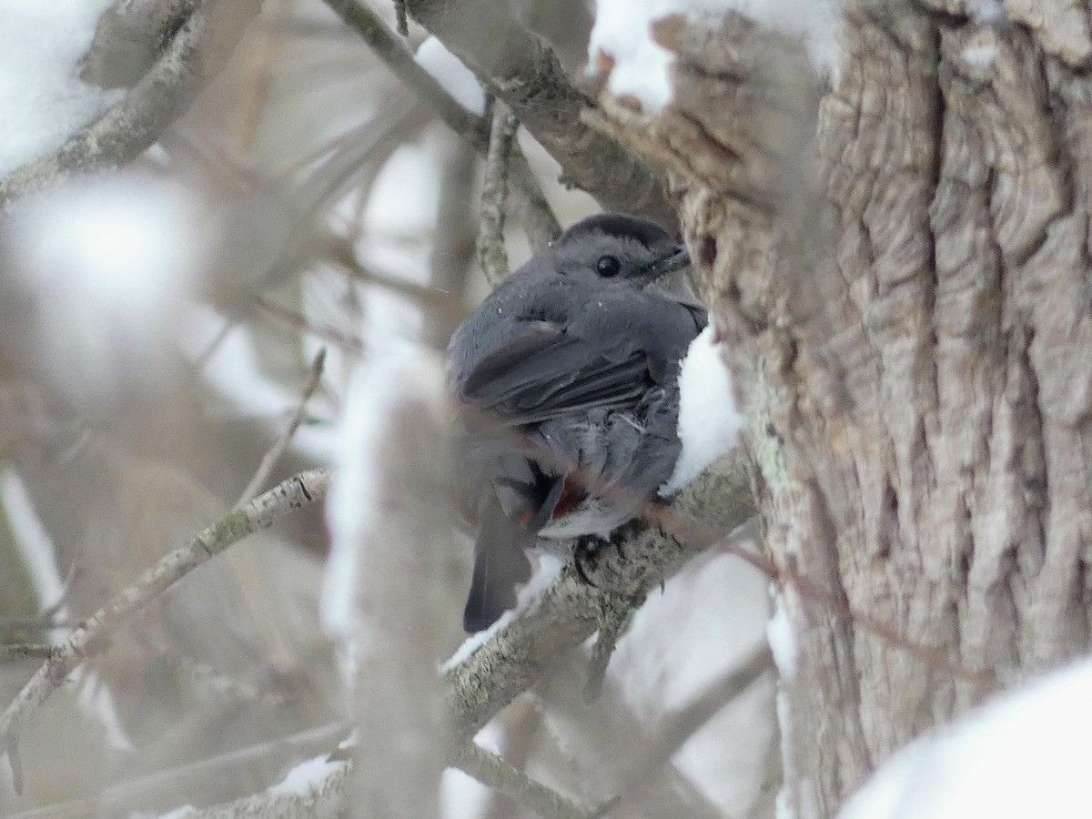Gray Catbird - ML646932838
