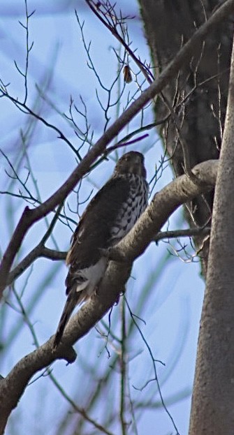 Cooper's Hawk - ML646932859