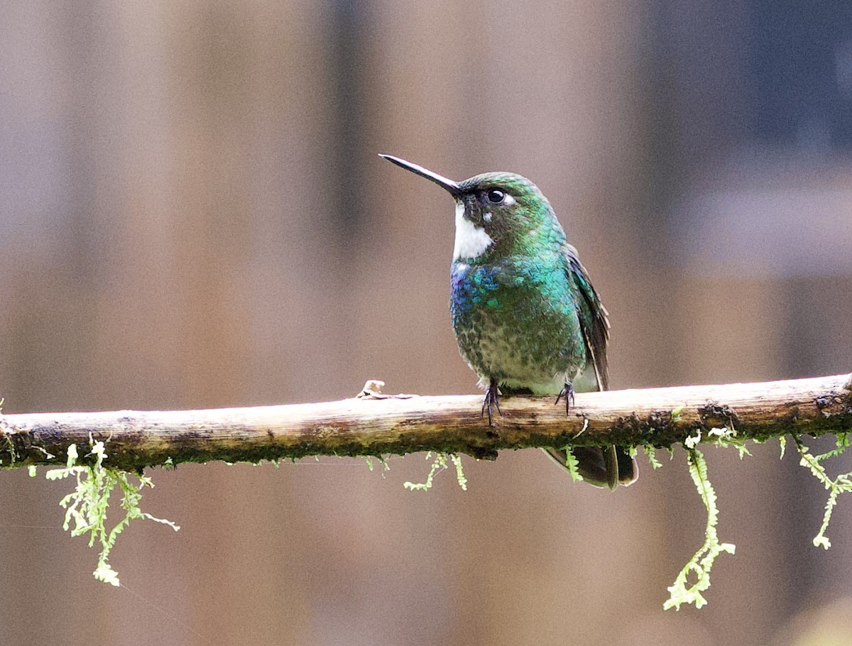 Grünband-Sonnennymphe - ML646932860