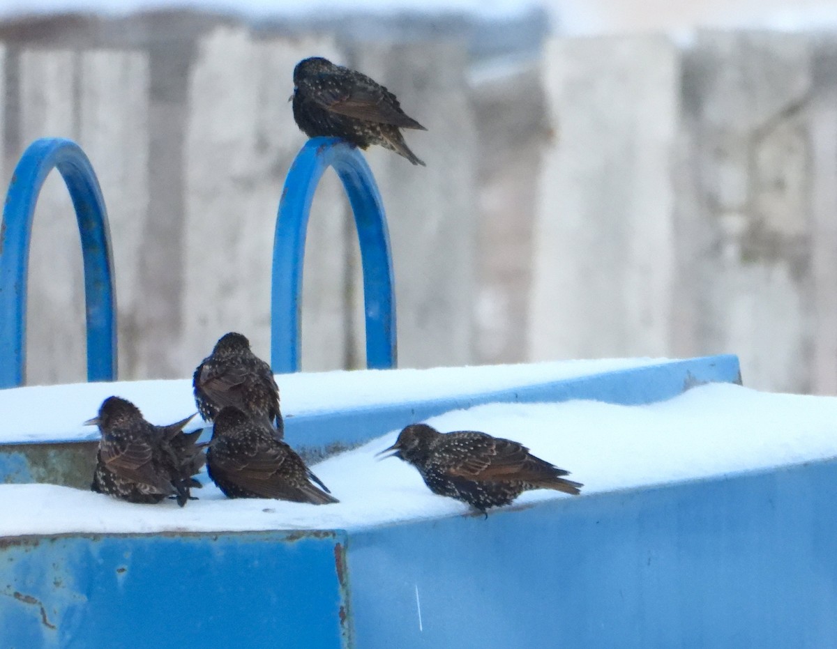 špaček obecný - ML646932874