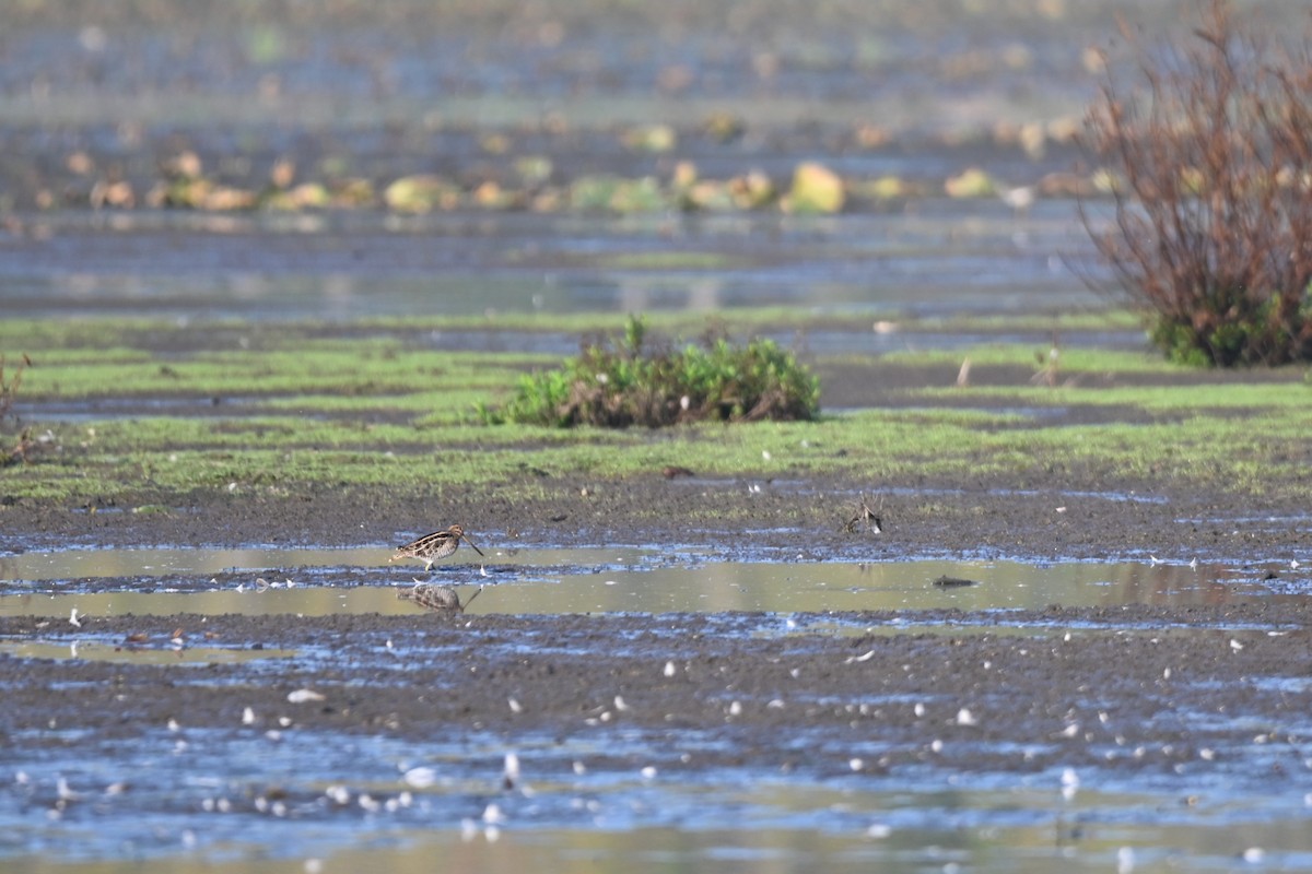 Wilson's Snipe - ML646932909