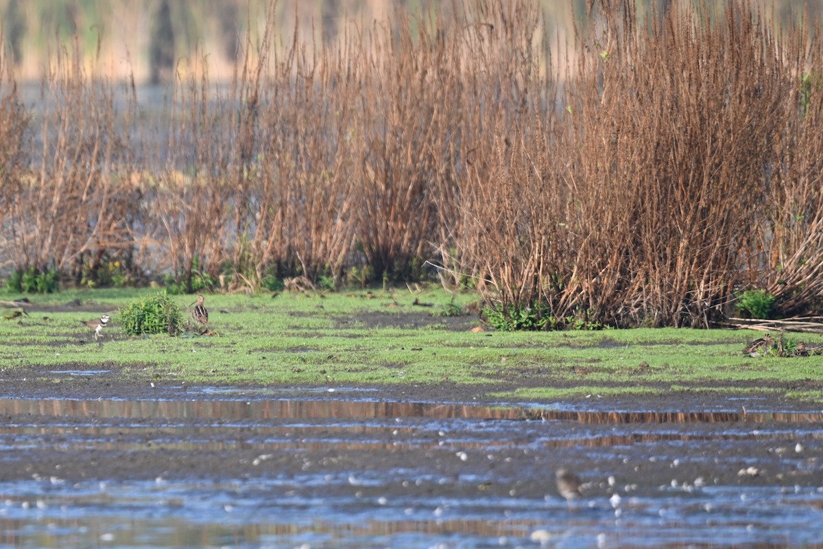Wilson's Snipe - ML646932910
