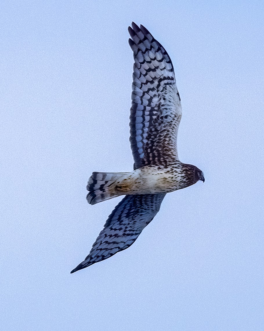 Hudsonweihe - ML646932917