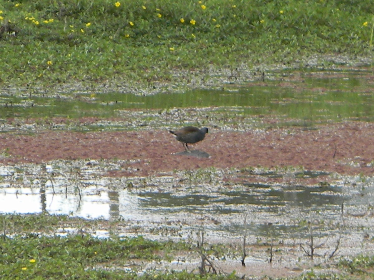 Spot-flanked Gallinule - ML646932946