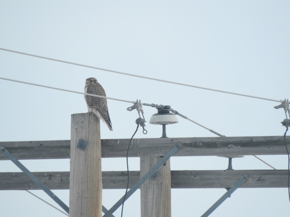 Prairie Falcon - ML646932947