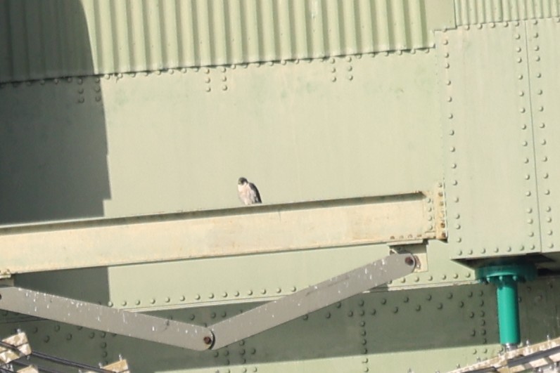 Halcón Peregrino - ML646932948