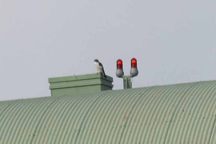 Halcón Peregrino - ML646932949