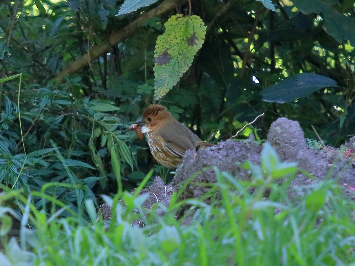 Tororoí Compadre - ML646932950
