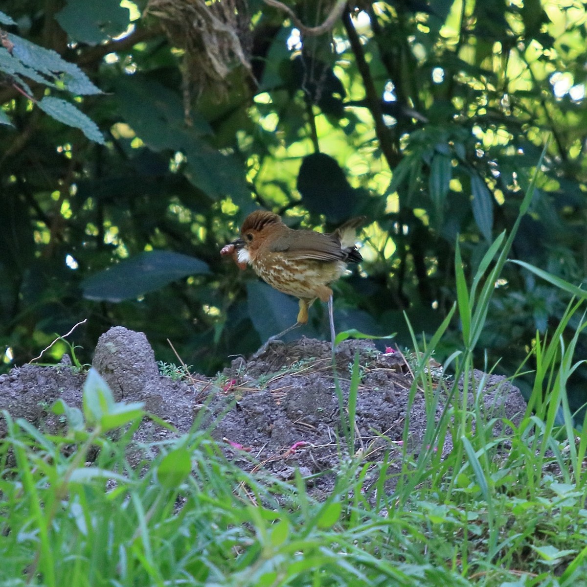 Tororoí Compadre - ML646932951