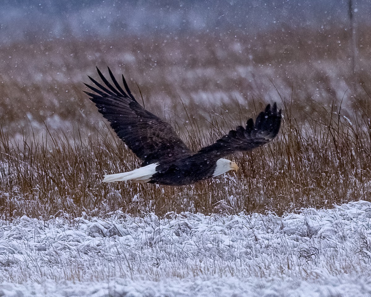 Weißkopf-Seeadler - ML646932956