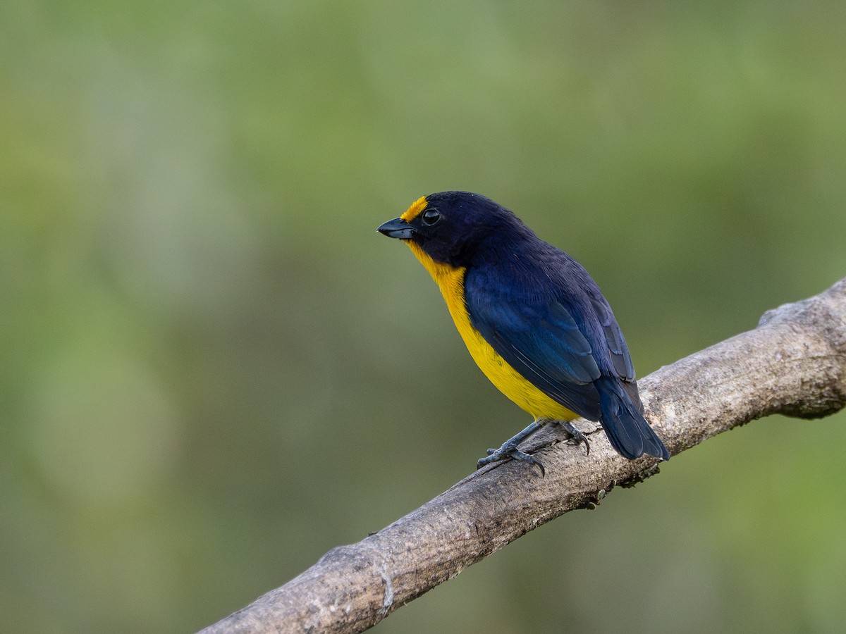 Violaceous Euphonia - ML646932958