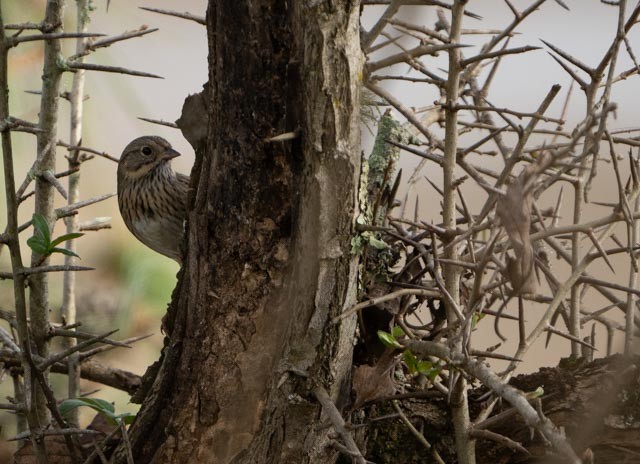 strnadec pruhohlavý - ML646932960