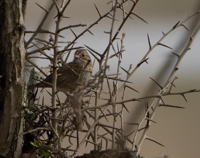 strnadec pruhohlavý - ML646932961