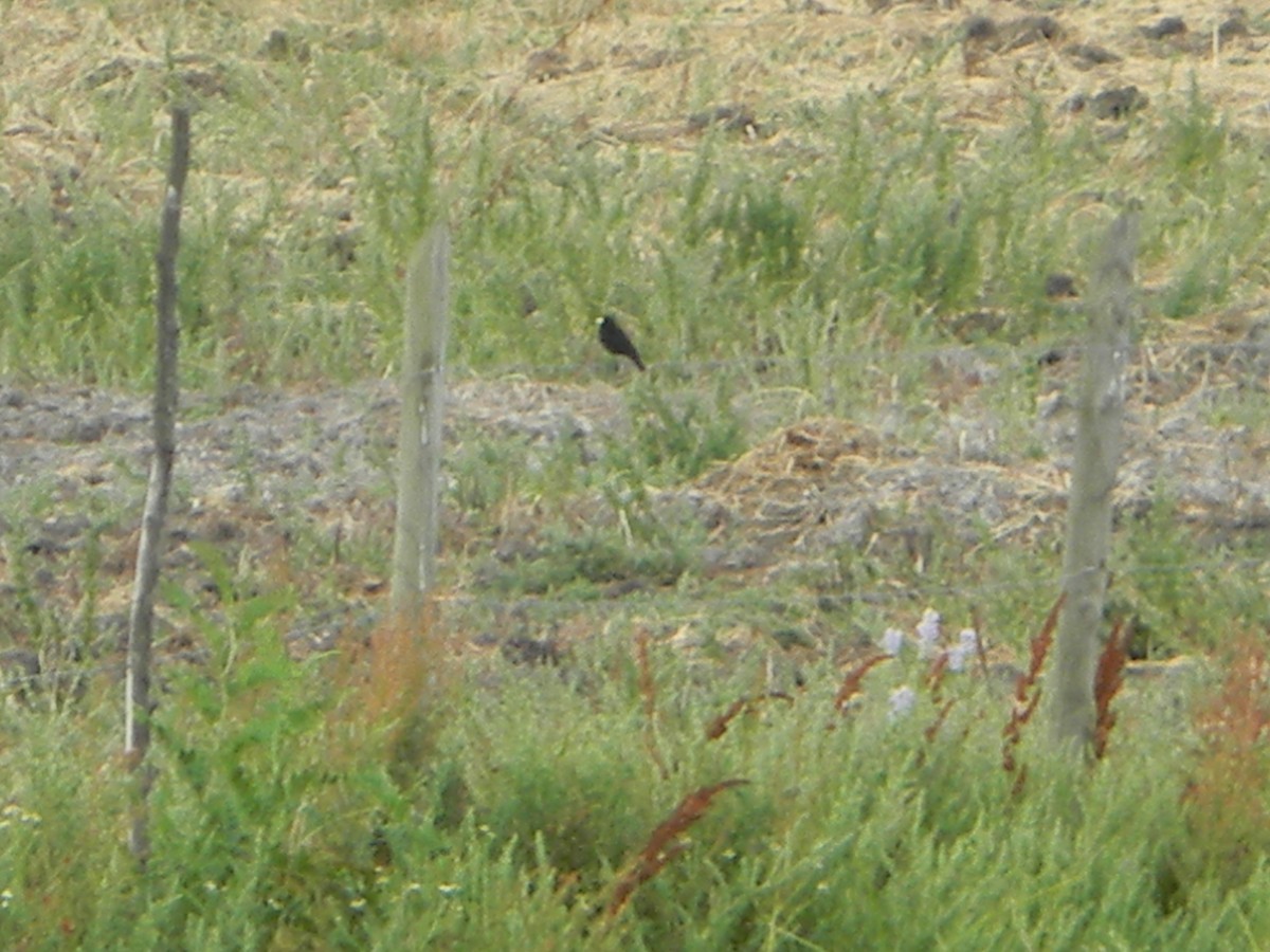 Brillendunkeltyrann - ML646932981