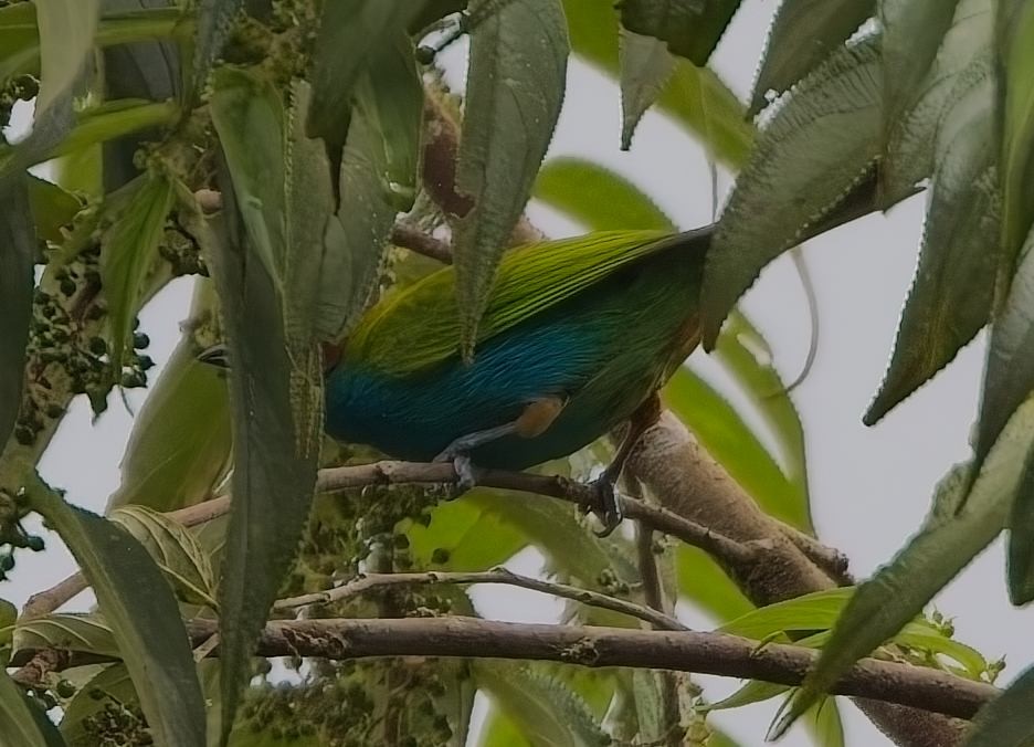 チャガシラフウキンチョウ - ML646932987