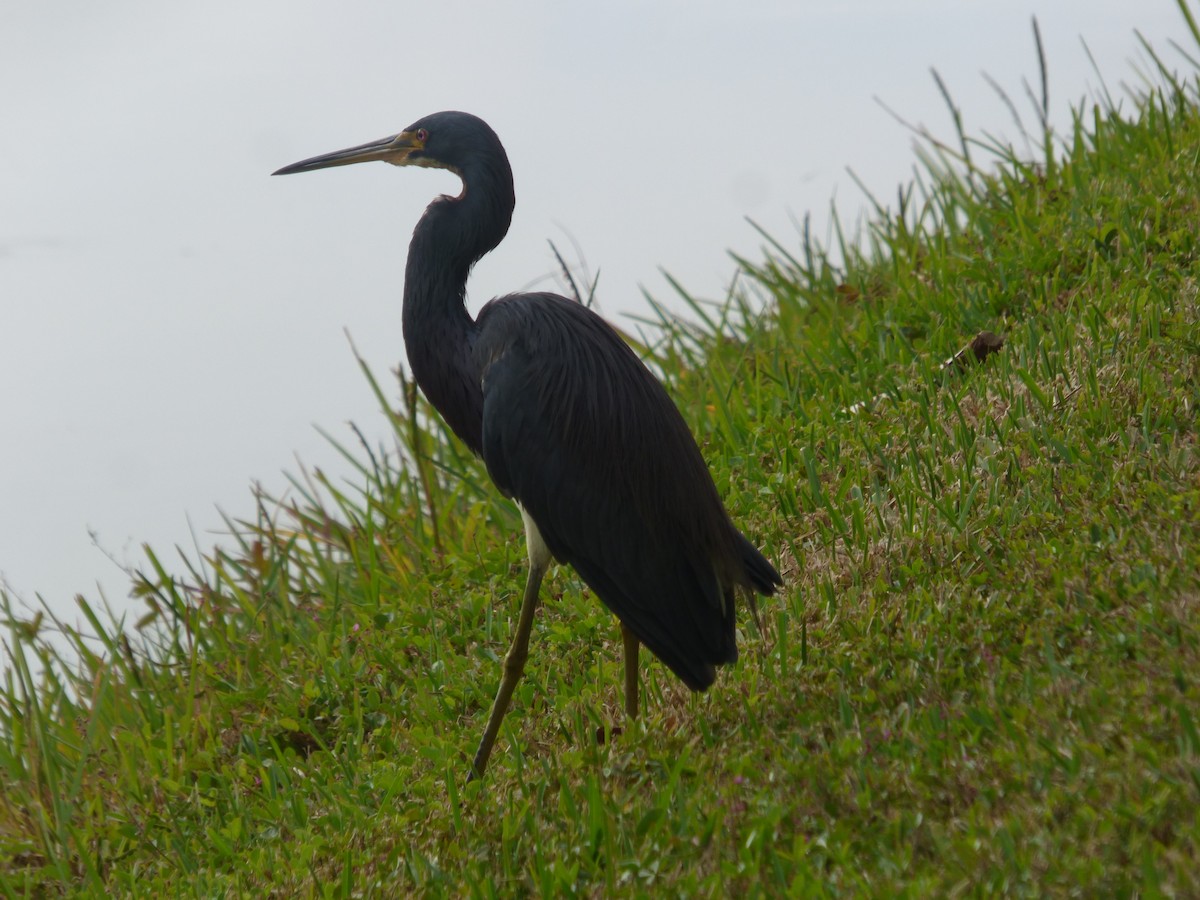 prakthegre - ML646932988