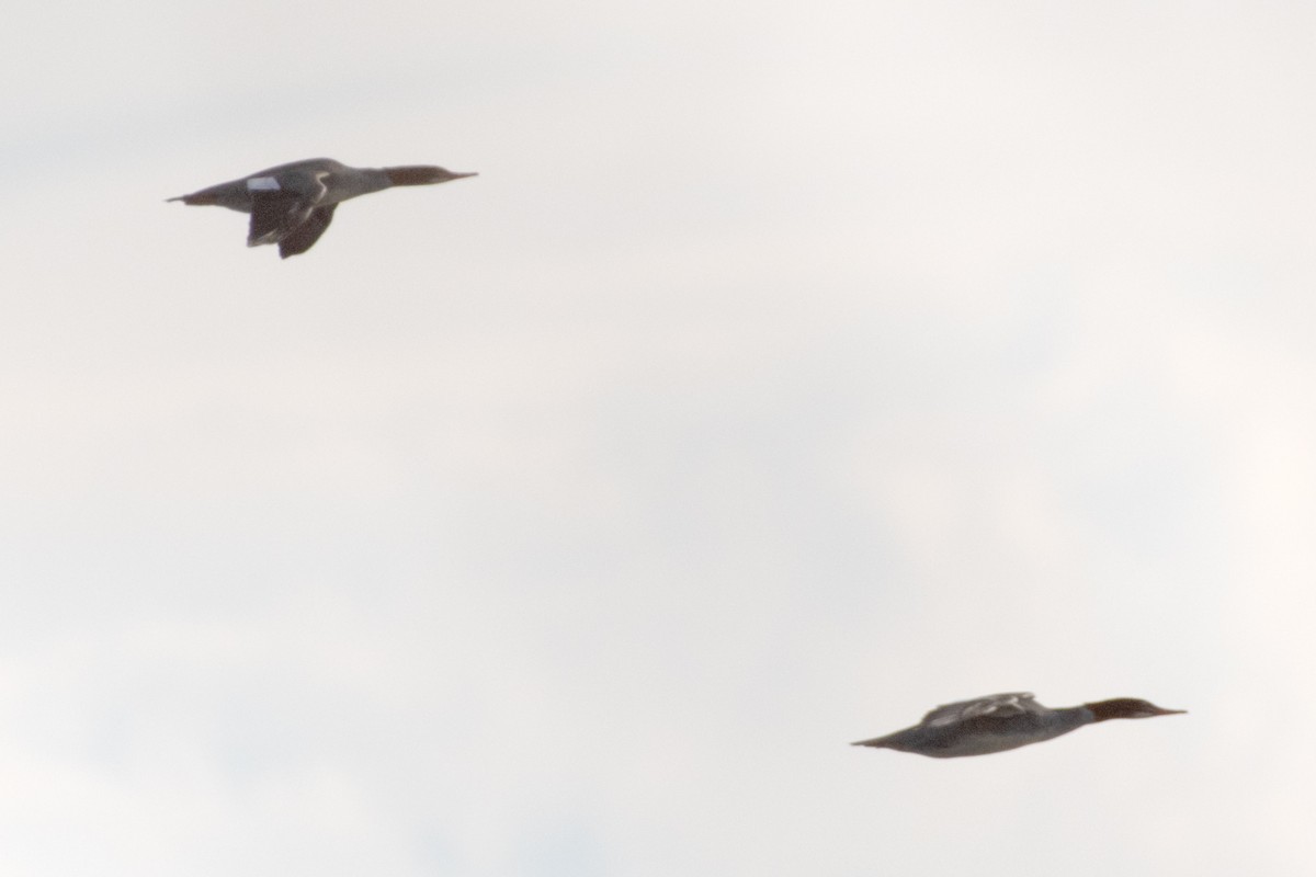 Common Merganser - ML646932989