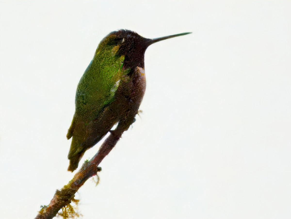 Рубиновый калипсо - ML646932993