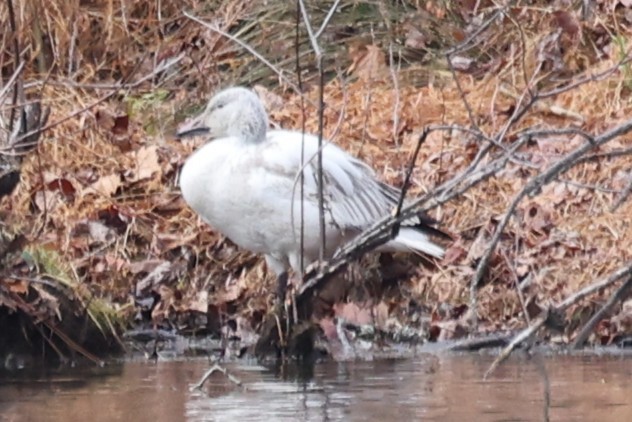 Ánsar Nival - ML646932998