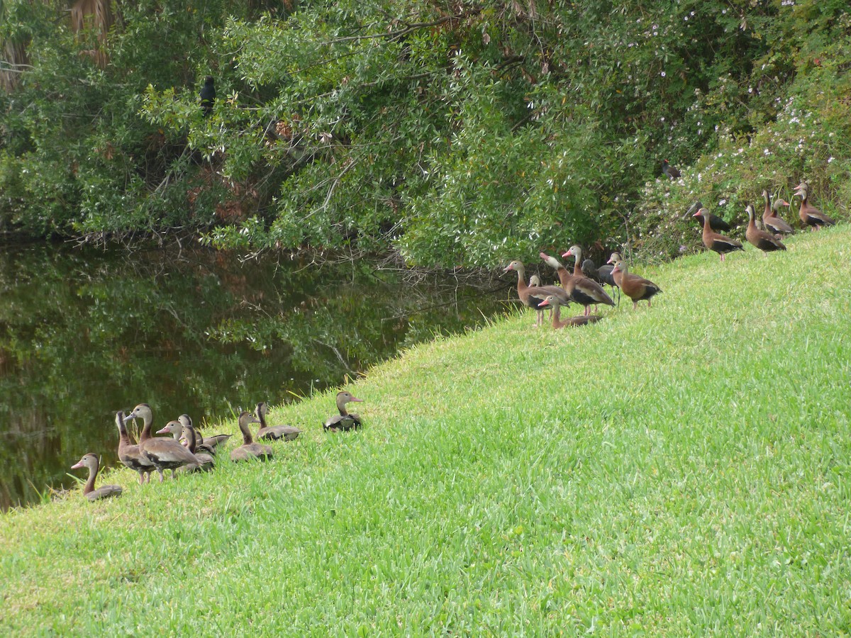 rødnebbplystreand - ML646933001