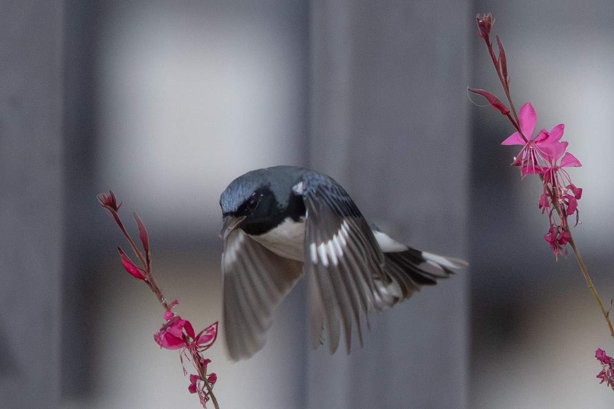 Black-throated Blue Warbler - ML646933002