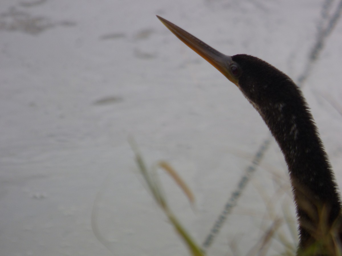 amerikaslangehals - ML646933004