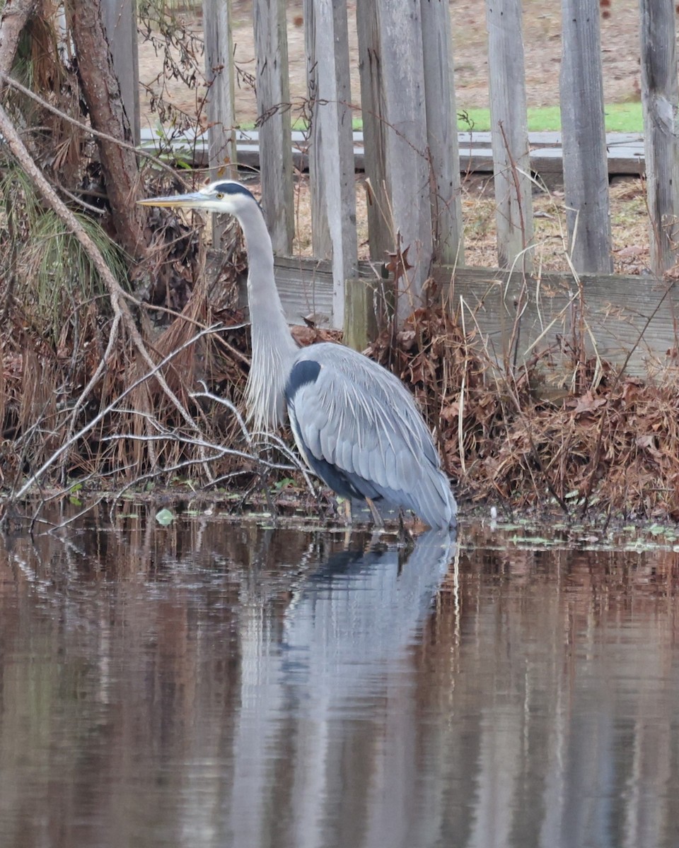 Garza Azulada - ML646933006