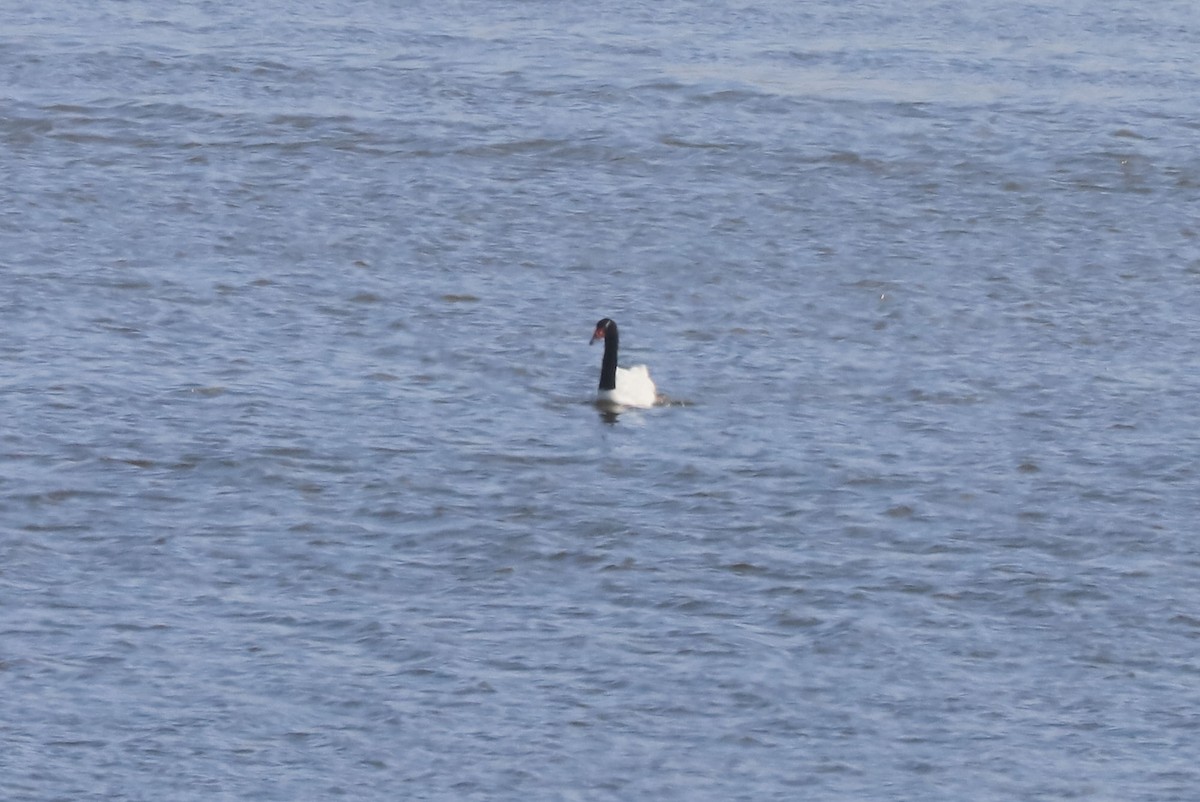 Cigno collonero - ML646933030