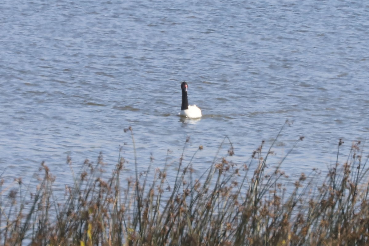 Cigno collonero - ML646933031