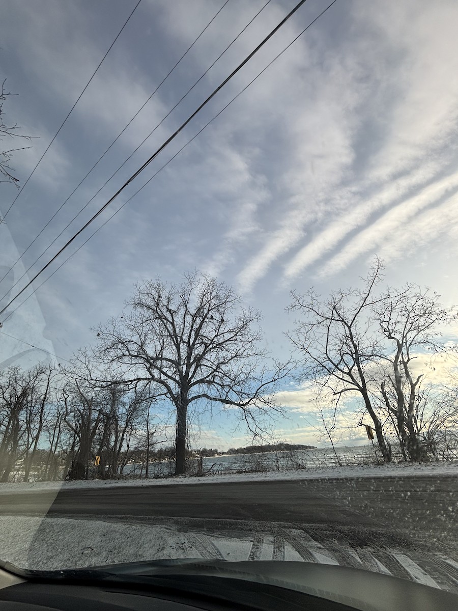 Орлан білоголовий - ML646933040